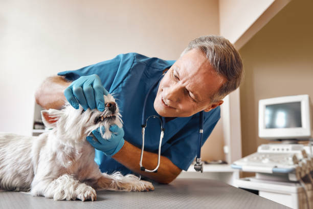 Best Emergency Dentist for Knocked-Out Tooth in Kalamazoo, MI